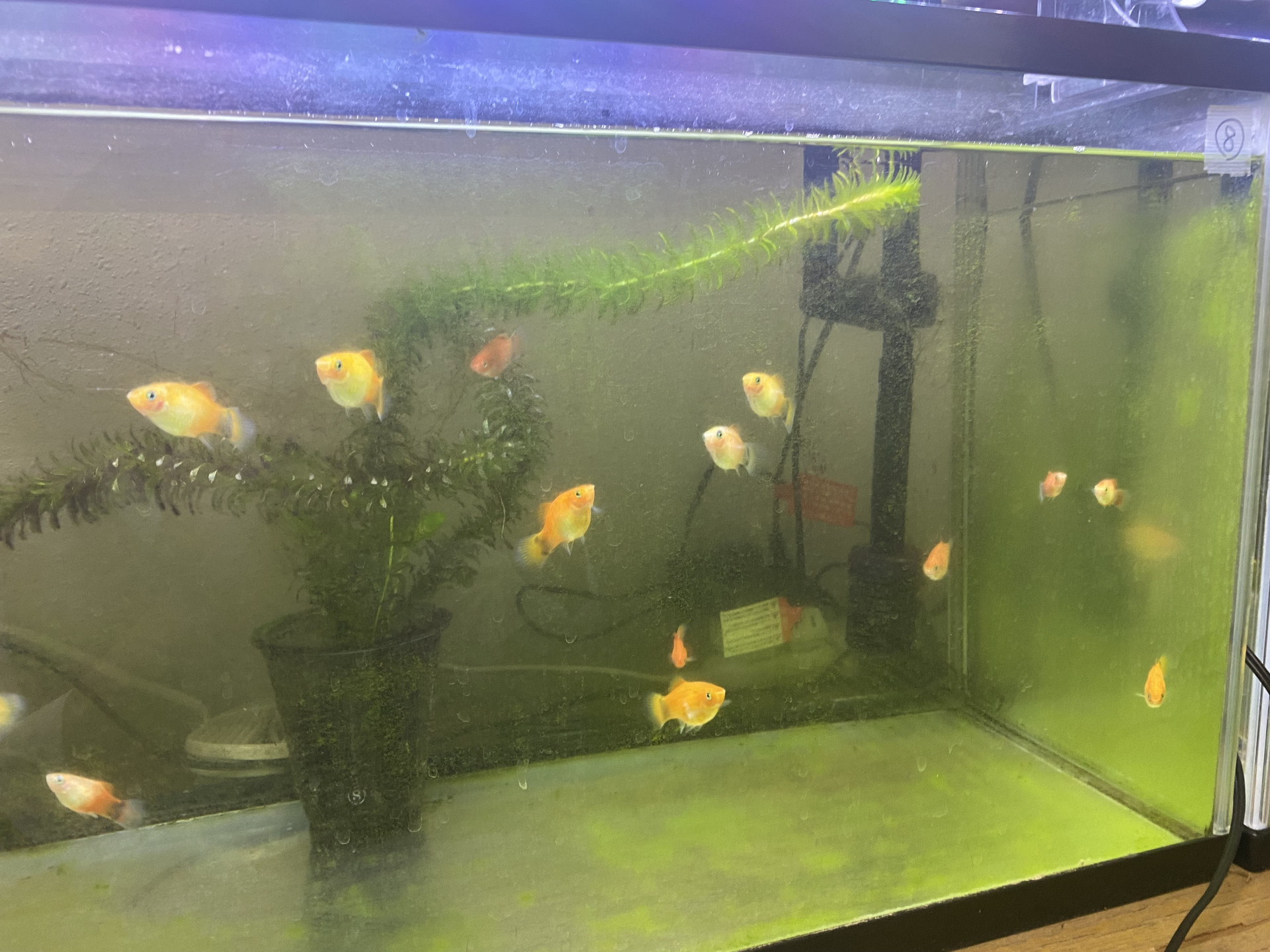 生物班③